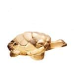 Tartaruga Turtle Caroline Gold Lalique 10139300